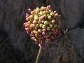 fiore di aglio selvatico